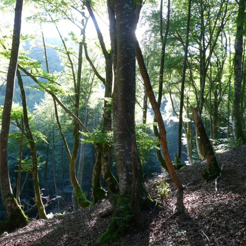 Rando resto Orisson (1)