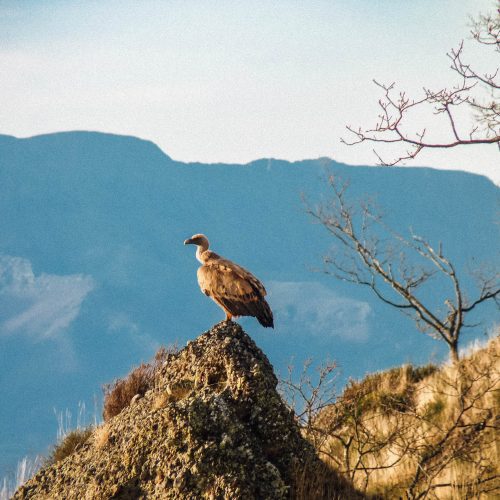 mendigaiak-rando-vautour